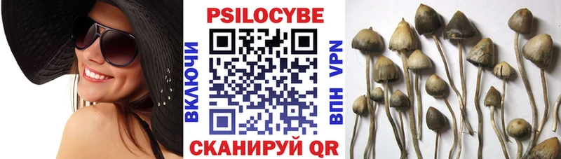 Псилоцибиновые грибы мицелий  Купить закладки  Опочка 